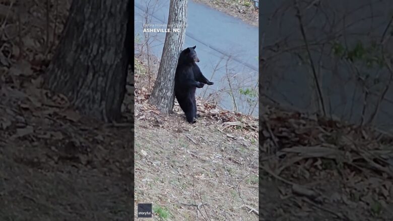 Black bear uses tree trunk scratch his back in North Carolina #Shorts