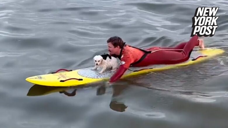 California lifeguard rescues tiny dog swimming out to sea in heartwarming video | New York Post