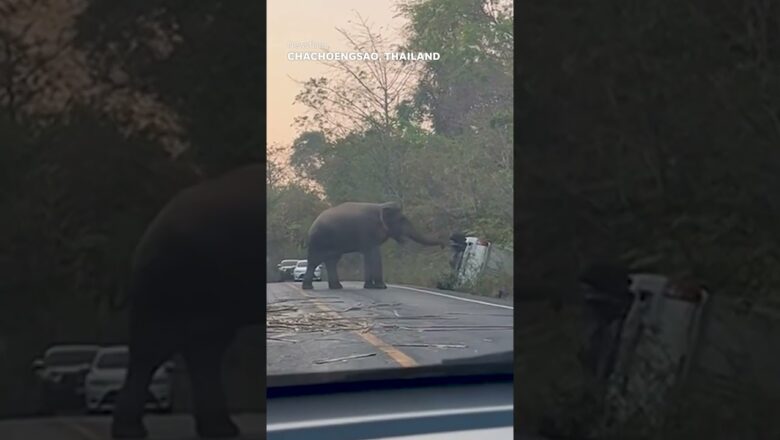 Elephant flips over truck after driver refused to let it cross the road #Shorts