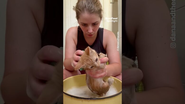 kittens get a bath for the first time #shorts