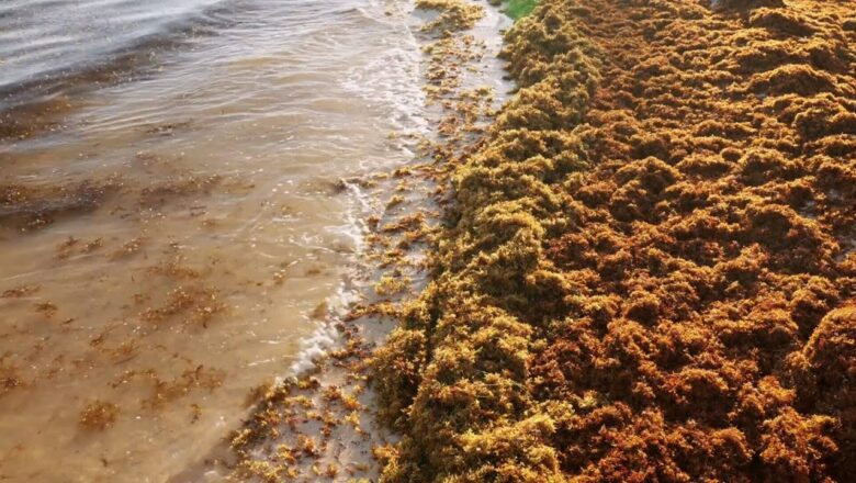 Massive smelly blob of Sargassum seaweed headed to blanket Florida’s popular beaches