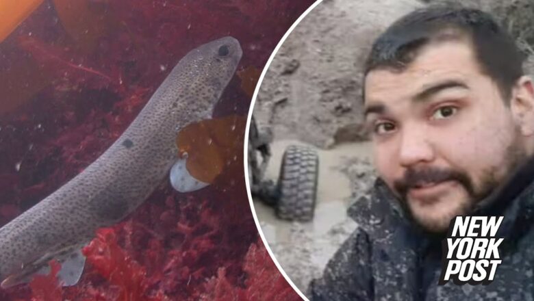 Missing dad’s remains found in shark’s belly, family IDs him by tattoos | New York Post