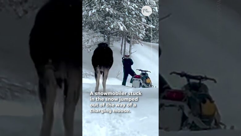 Snowmobiler stuck in snow nearly hit by charging moose | USA TODAY #Shorts