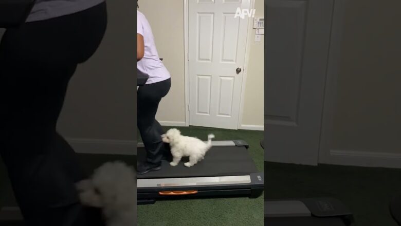 This One Is Going To Be PAW-sitively Fit! 🐶 😯 #pets #funny #cat #dog#funnyshorts #afv #funny