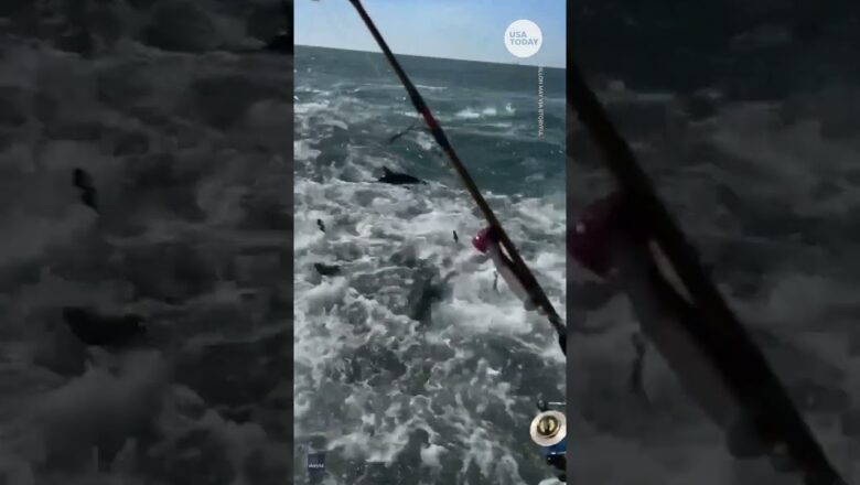 Wild shark feeding frenzy caught on camera off Louisiana coast | USA TODAY #Shorts