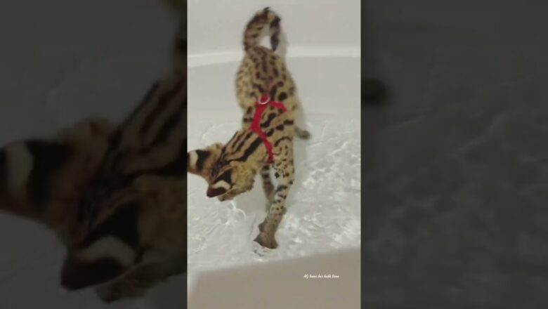 Behind Some of the Most Bizzare Pets on TikTok #shorts