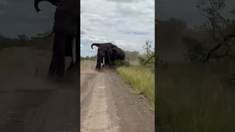 Bull elephants filmed fighting in rare footage #Shorts