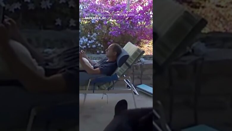 Curious bear startles man lounging on porch in North Carolina mountains #Shorts