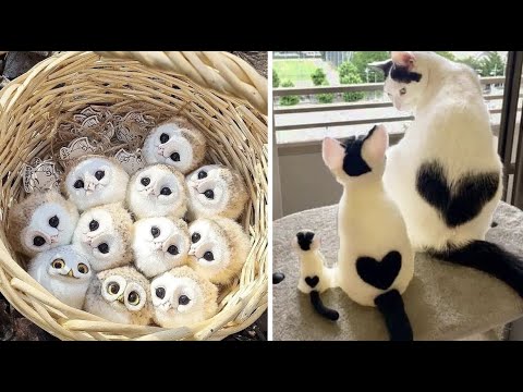 Cute baby animals Videos Compilation cute moment of the animals #6 Cutest Animals 2023