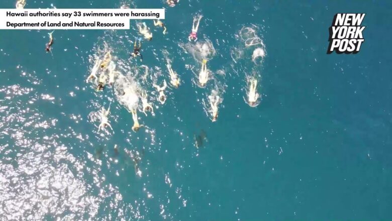 Group of 33 swimmers accused of ‘harassing’ dolphins off Hawaii coast | New York Post