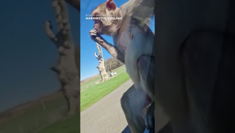 Monkey does hilarious backflip off car in safari enclosure #Shorts