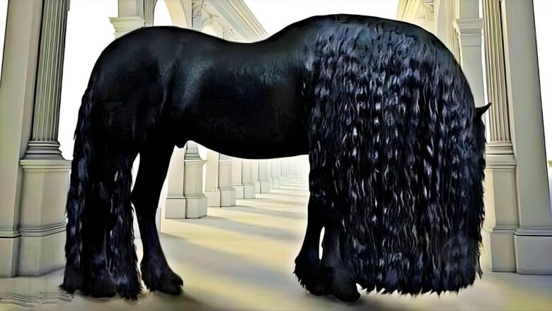 Most Beautiful Horses in the World