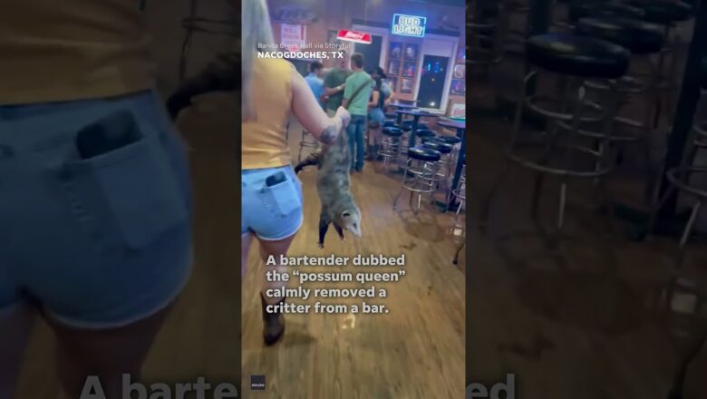 ‘Possum queen’ bravely removes a rogue possum from a bar in Texas #Shorts