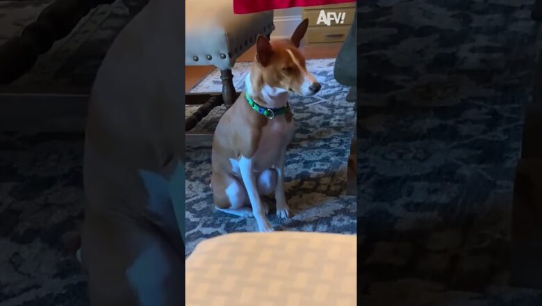 Somebody Get That Pup a Pillow, Stat! ??? #fail #funny #shorts #comedy #afv #funnydogs