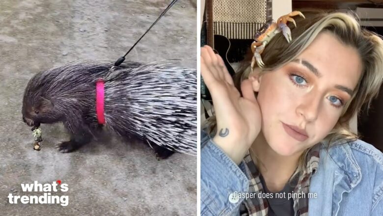 TikTok Users Show Off Their Weird And Exotic Pets Online