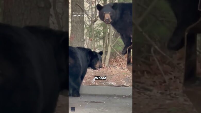 Woman delighted by family of bears jumping out of trash can #Shorts