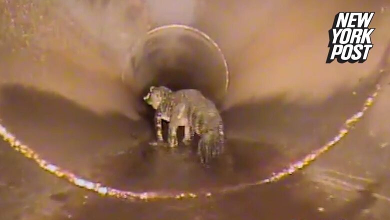 Alligators in the sewer myth is true: City workers find out in jaw-dropping video | New York Post