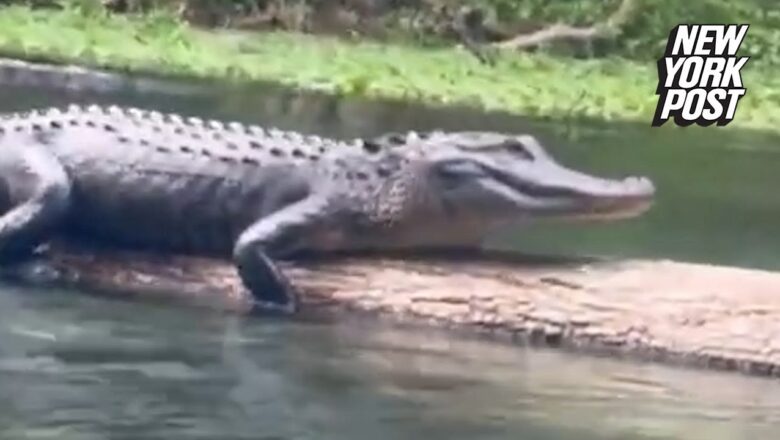 Angry alligator hisses at river rafters in Florida | New York Post