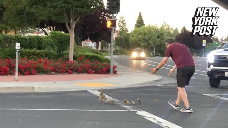 Calif. man killed while helping ducks cross road — moments after being cheered by onlookers | NYPost