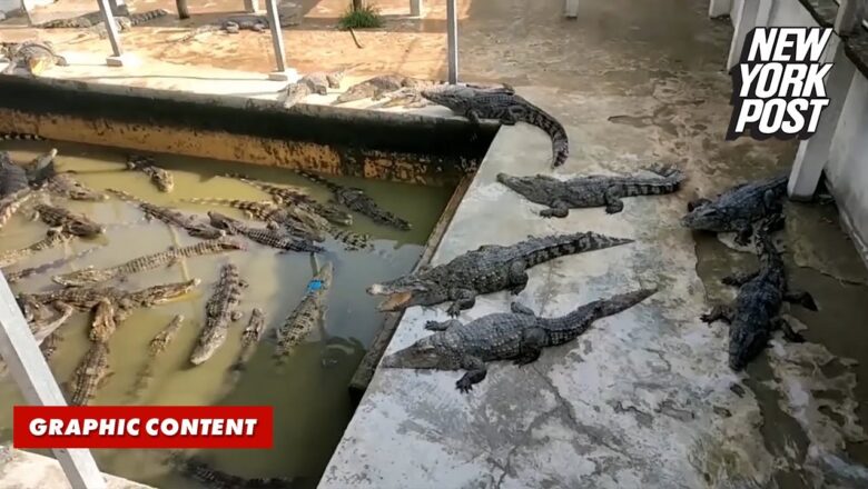 Crocodile farm boss eaten alive after 40 of his own animals ‘pounced’ | New York Post