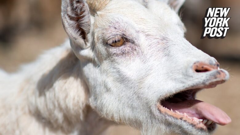 Goat hilariously fools Oklahoma police by screaming ‘help’ | New York Post