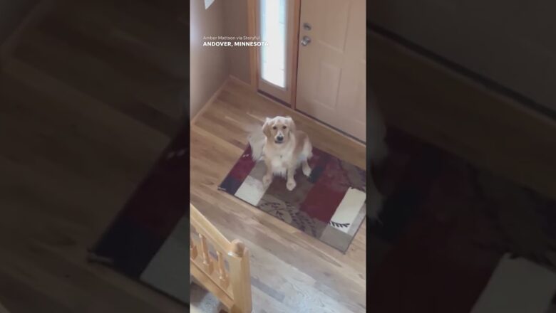 Howling golden retriever surprised when he finds out owner is right upstairs #Shorts