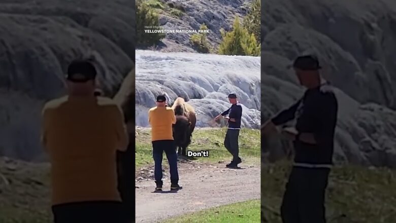 ‘I’m going to be a first responder’: Nurse shocked as tourists try to pet bison #Shorts