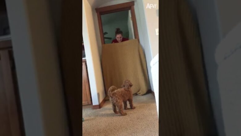 This dog didn’t expect a surprise! #shorts