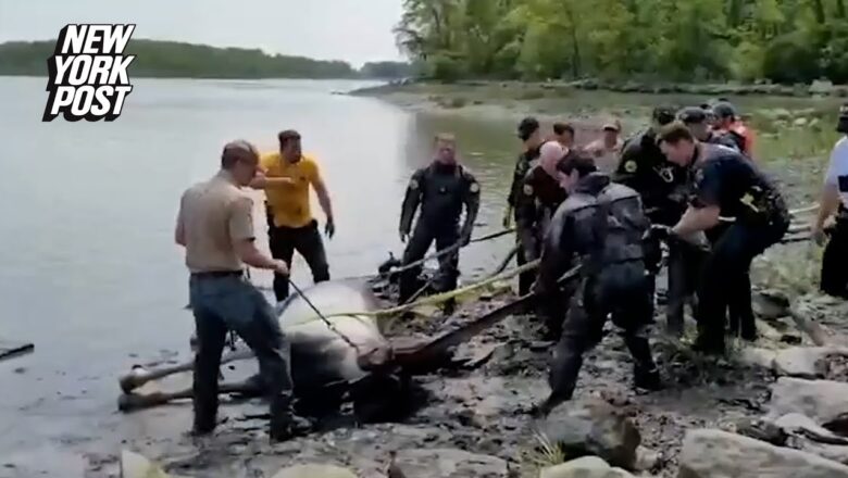 Watch the Incredible Moment a Horse is Rescued in NYC | New York Post