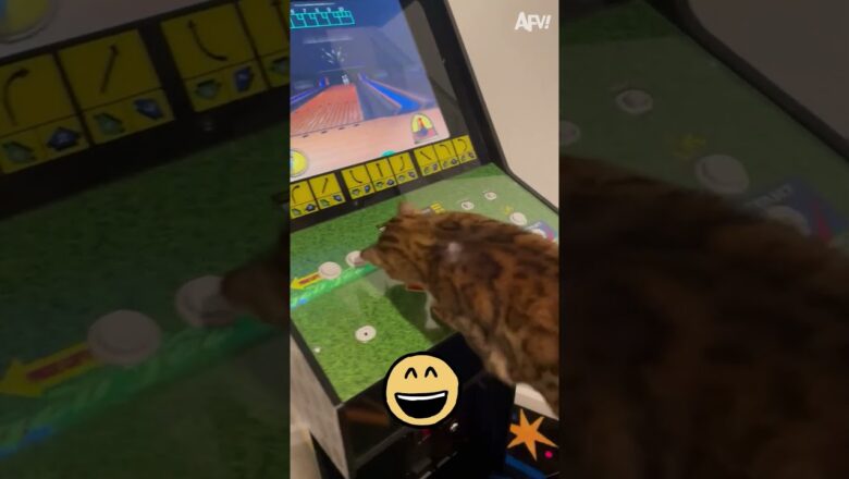 Cat plays an arcade game! #shorts