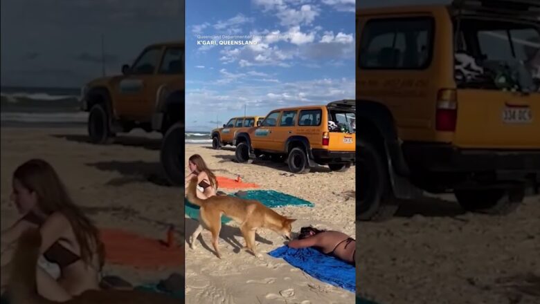 Caught on camera: Dingo bites sunbathing tourist #Shorts