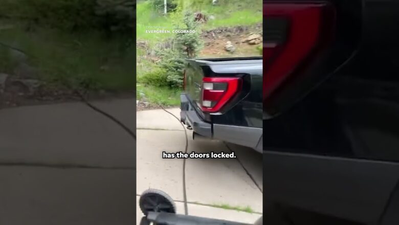 ‘Get on bear!’ Massive bear traps itself in a truck #Shorts