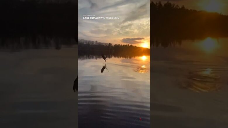 Majestic bald eagle swoops down to steal fisherman’s fish #Shorts