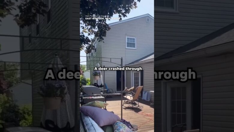 ‘No, not in the pool!’: Deer jumps in pool after smashing through home #Shorts