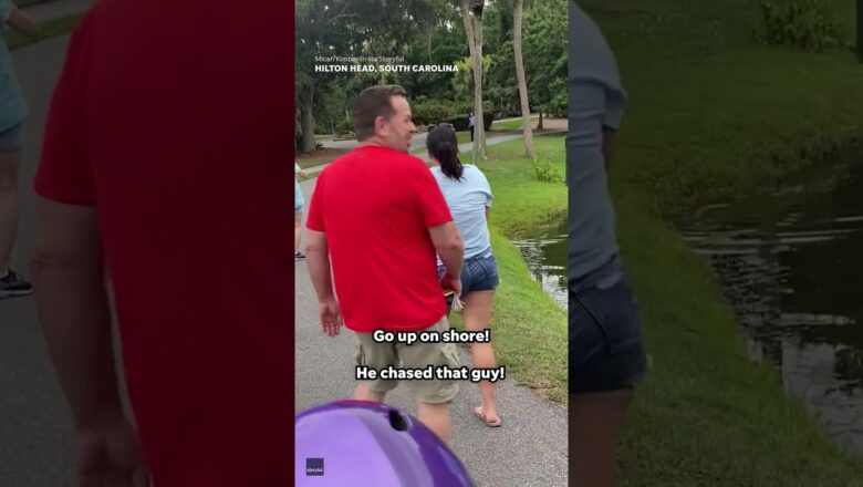 ‘This is my pond!’: Alligator chases away fearful fisherman #Shorts