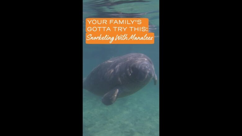 You’ve Gotta Try: Meeting a Manatee with Visit Florida