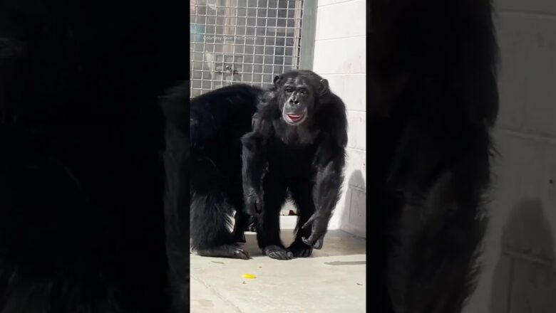28-year-old chimp caged entire life in a lab sees the sky for first time #Shorts