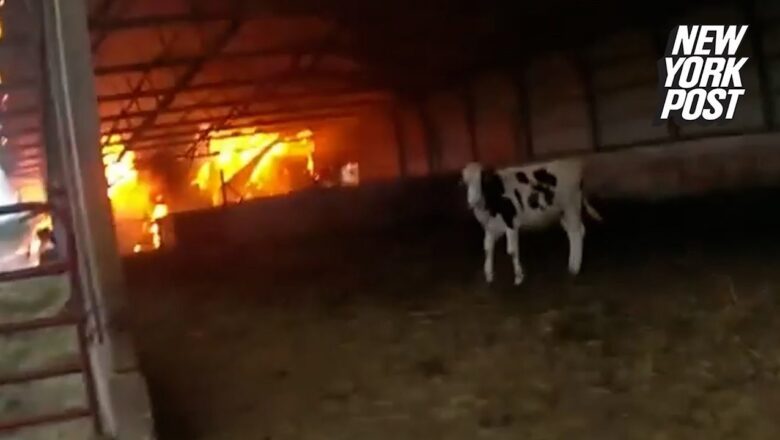 Body-cam captures Wisconsin police officer rescuing cows from barn fire