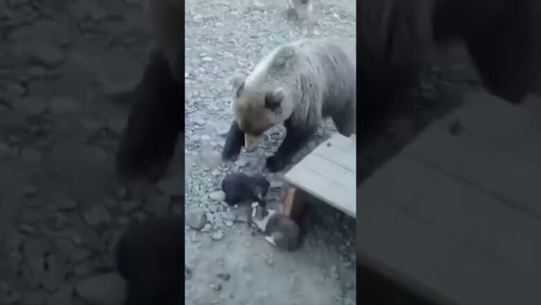 Dogs unite to protect puppies against bear in tense standoff #Shorts