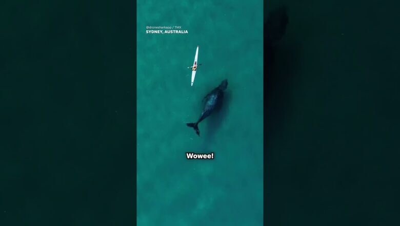 Drone captures footage of whale swimming underneath kayaker #Shorts