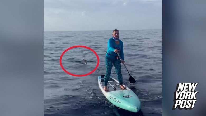 Hammerhead shark stalks paddleboarder during 83-mile trek across open ocean, wild video shows