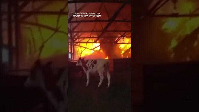 Police officer rescues three cows from raging barn fire #Shorts