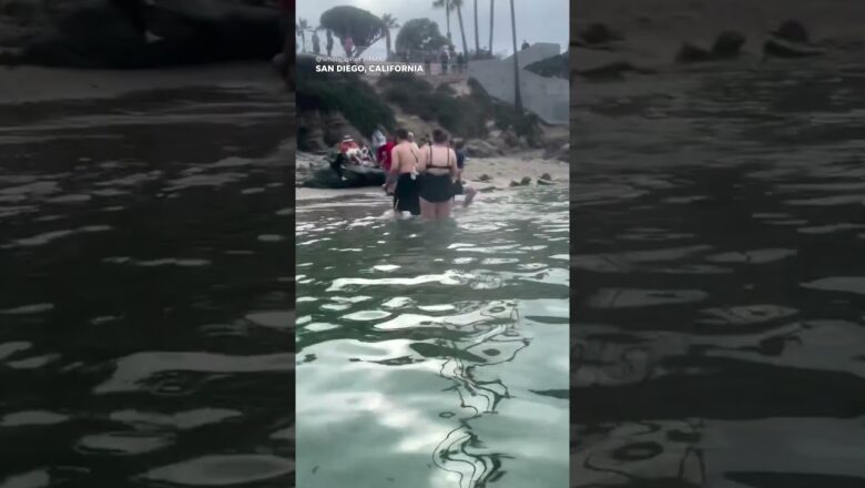 Sea lions charge at beachgoers in California #Shorts