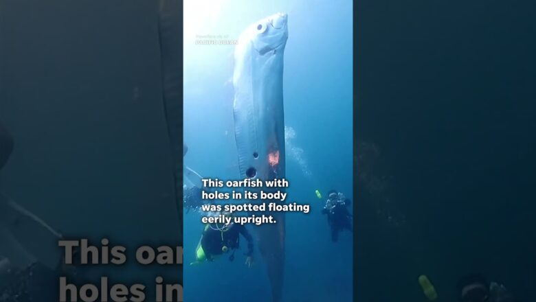 Silver oarfish with holes in its body surprises divers #Shorts