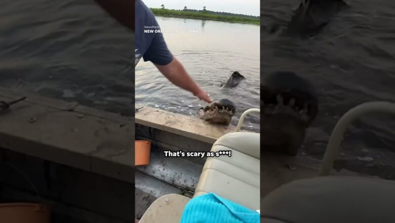 ‘That’s scary as s***!’: Massive gator tries climbing into boat #Shorts