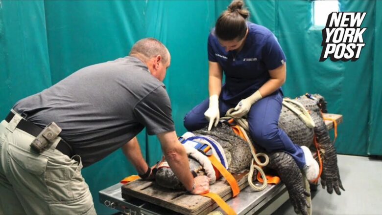 Vets perform CT scan on 376-pound alligator suffering from ear infection in stunning scene