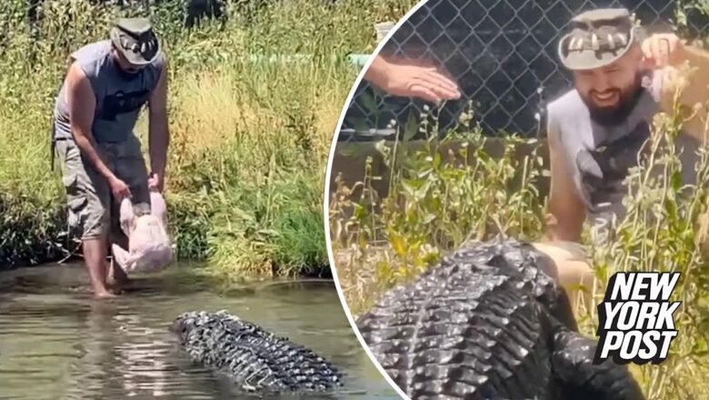 Worker narrowly escapes being bitten by 600-pound alligator during feeding time | New York Post