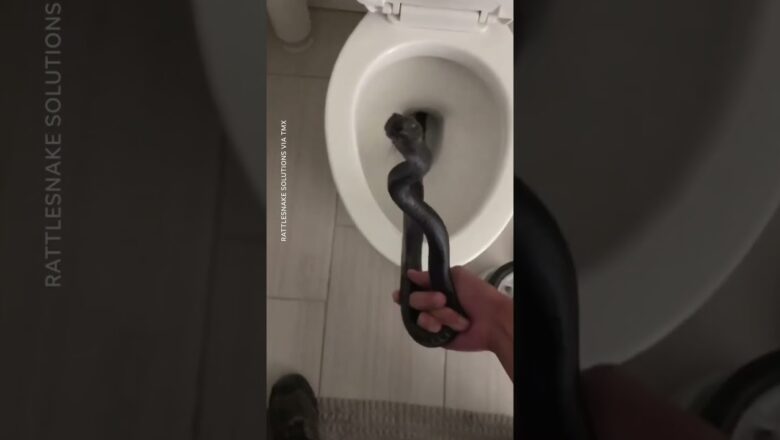 Animal control grabs rattlesnake out of homeowner’s toilet #Shorts