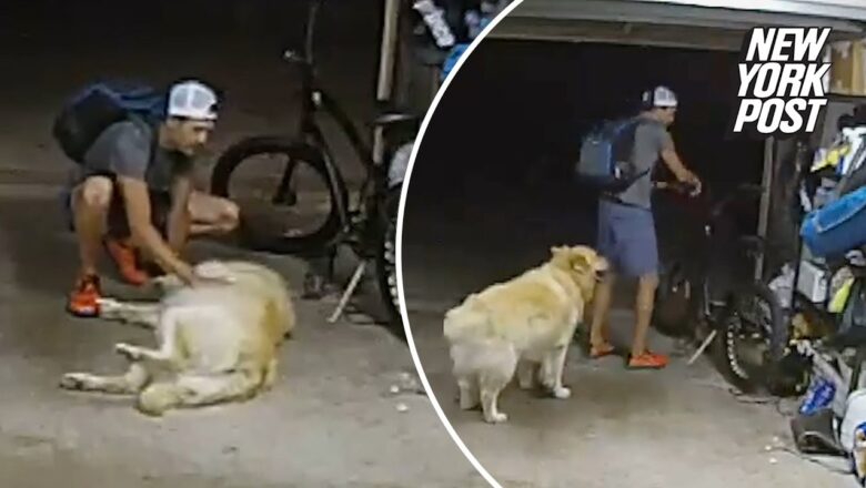 Burglar takes break from robbing home to cozy up with overly friendly family dog: ‘I love you, too’