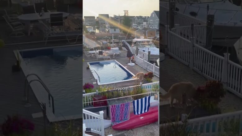 Curious dog hops fence, jumps into neighbor’s pool #Shorts